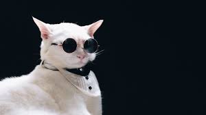 5 Instagram Cat Accounts To Follow If You're Feeling Out Of It ...