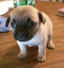 Teacup Chug Puppies For Sale Chug Puppies Pug Puppies Puppies
