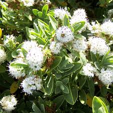 Small white flowering shrubs uk. Hebe Albicans Free Delivery