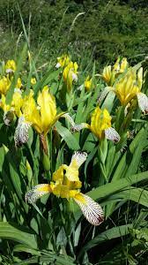 Tusentals nya, högkvalitativa bilder läggs till varje dag. Iris Variegata Wikipedia