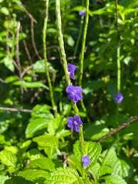 Image result for Stachytarpheta cayennensis