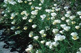 Eschscholzia Californica White Xeriscape Plants Showy Flowers Plants