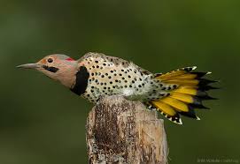 The candle flickered in the wind and went out. Canadian Wildlife Federation The Northern Flicker