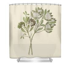 Image result for Pavetta lanceolata