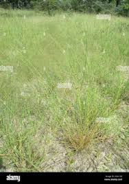 Image result for Aristida stipoides