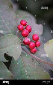 Image result for Rauvolfia mombasiana