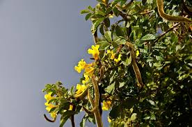 We did not find results for: Seed Pods Blossom Flowers Yellow Furry Tree Australia Garden Leaf Plant Pxfuel