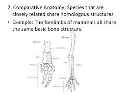 Evidence of human evolution worksheet. Evidence For Evolution