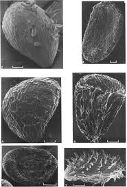 Image result for Hionanthera