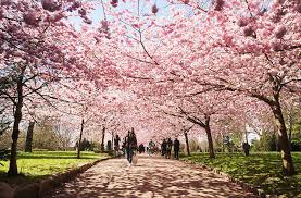 Frank schmidt and son nursery. 9 Gorgeous Spring Blossom Festivals Around The World Fodors Travel Guide