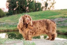 Image result for sussex španěl