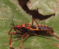 We did not find results for: Assassin Bug Desertusa