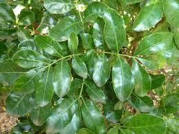 Image result for Bersama lucens