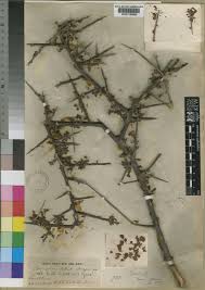Image result for Commiphora africana