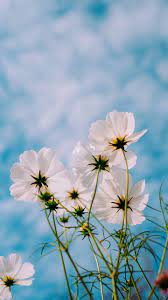 White Cosmos Bloom Plants Flowers 720x1280 Wallpaper Spring Wallpaper Spring Pictures Best Iphone Wallpapers