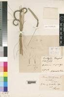 Image result for Ctenium concinnum