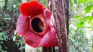 We did not find results for: Bunga Rafflesia Yang Nempel Di Pohon Inang Mekar