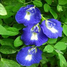 Image result for Clitoria ternatea