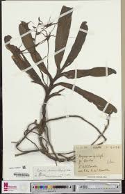 Image result for Diceratostele gabonensis