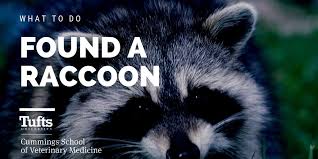 Baby raccoons look very similar to adults, the only difference being their size. What To Do If You Found A Raccoon Tufts Wildlife Clinic