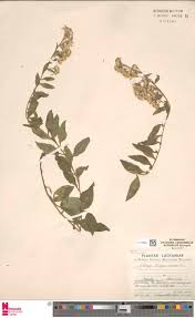 Image result for Orthopichonia barteri