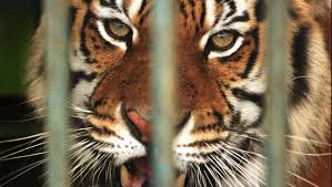 He's been caring for some tigers since they were born. Woman Mauled By Tiger At Indiana Rescue Center