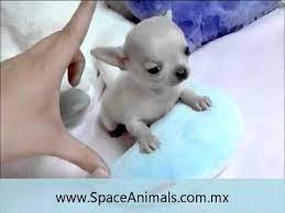 Pin On Chihuahua