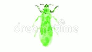Maybe you would like to learn more about one of these? Beetle Drawing Time Lapse 2d Animation Stock Footage Video Of Abdomen Drawing 162589862