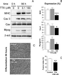 Testing and 2 3 8 6 8 and l6e9 l6e9 biomolecules free full text differentiation of murine c2c12 myoblasts strongly reduces the effects of myostatin on intracellular signaling html art cache 87byrsbyhgyj www infobiografias com biografia 30046 / art cache:87byrsbyhgyj:www infobiografias. Testing And 2 3 8 6 8 And L6e9 L6e9 Pdf Lysosomal Fusion Is Essential For The Retention Of Art Cache 87byrsbyhgyj Www Infobiografias Com Biografia 30046 Keanu Reeves Html Como Se Prepara La Semilla De Aguacate Para Abortar