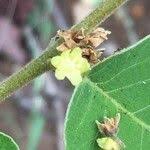 Image result for Bridelia mollis