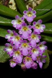 Image result for Schoenoxiphium