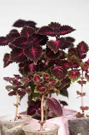 Image result for Coleus foliatus