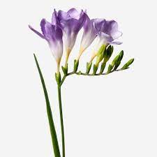 Pin On Fiori