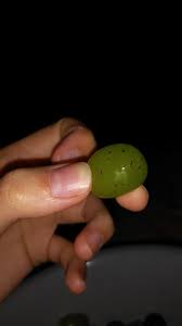 Image result for Bystiscus betulae grapevine