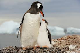 The word penguin according to one version of unlike its fellow living in cold antarctic conditions, this penguin lives in south africa, in the territory of south africa (republic of south africa). Penguins Smithsonian Ocean