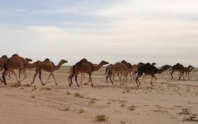 But no sooner had he said it than he saw his back, that he was so proud of, puffing up and puffing up into a and the camel humphed himself, humph and all, and went away to join the three. Culture The Word On Cheese