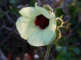 Image result for Hibiscus diversifolius