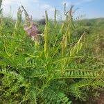 Image result for Astragalus atropilosulus