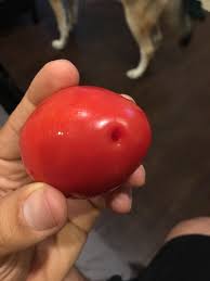Squirrels are very common in many areas and you'll likely have many squirrels in your area that will look for food in your yard. All My Tomatoes Have Holes In Them When I Cut Them Open They Have Pockets Of Tiny Worms Inside Eating The Tomato 1 What Can I Do To Stop These Holes 2