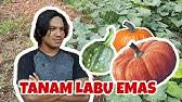 Durian boleh berbunga dan berbuah sekali atau dua kali setahun, bergantung kepada spesies, kultivar dan lokasi. Teknik Pemangkasan Labu Madu Agar Berbuah Lebat Youtube