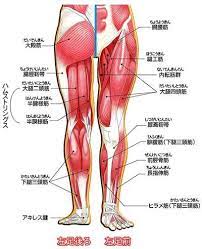 ボード からだの図 のピン