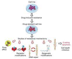Immortal means that they do not die after a certain number of typical cell lines such as aforementioned cover a petri dish (92 mm across) from a density of 5% to 100% in three to four days under optimal conditions. Establishment Of Drug Resistant Cell Lines As A Model In Experimental Oncology A Review Anticancer Research