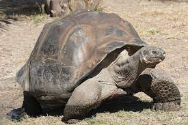 10 Longest Life Span Animals 10 Most Today