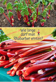 Das heimische gewächs hat von april bis juni saison. Rhabarber Ernten Wie Lange Ist Es Moglich Rhabarber Erntezeit Tomaten Pflanzen