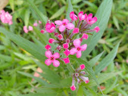 Maybe you would like to learn more about one of these? Flowers Pink With Pink Flower Tree Aroma Flower Pin Beautiful Shrubs Flowers Nature Flower Garden Garden Pikist