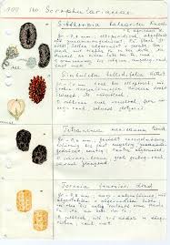 Image result for Teedia lucida