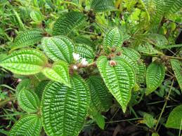 Image result for Costularia