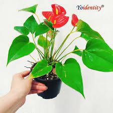 Anthurium Plant Anthurium Plant Plants Indoor Flowering Plants