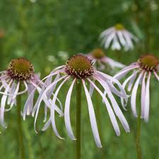 Image result for Buchnera speciosa