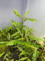 Image result for Hygrophila